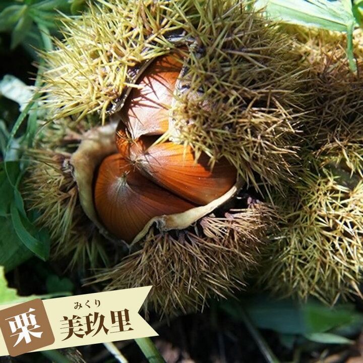 楽天市場】栗 苗木 【美玖里】 2年生接木苗 スリット鉢植え □限定販売 