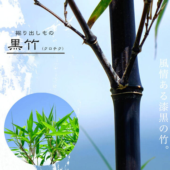 楽天市場】黒竹 （クロチク） 株立ち大苗 【大型宅配便】 北海道・沖縄 