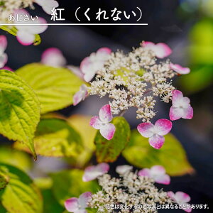 z }AWTC ygiȂjz 3|bgc y\̔z4`5ח\