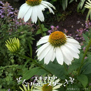 GLiZA ynbs[X^[z 3|bgc y\̔z4`5ח\