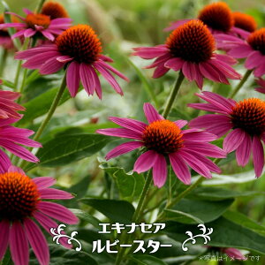 GLiZA yr[X^[z 3|bgc y\̔z4`5ח\