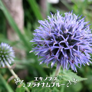 GLmvX i^}AU~j yv`iu[z 3|bgc y\̔z3{ח\