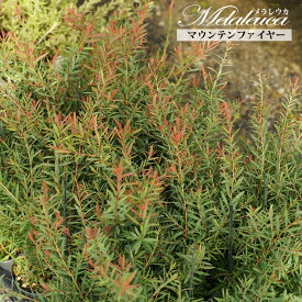 【マウンテンファイヤー】 メラレウカ （ティーツリー） 3.5号ポット苗