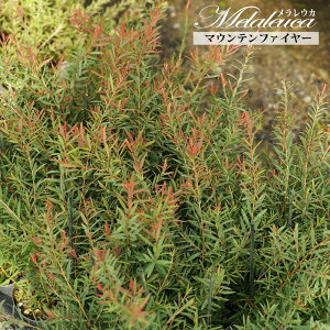 y}Eet@C[z EJ ieB[c[j 3.5|bgc