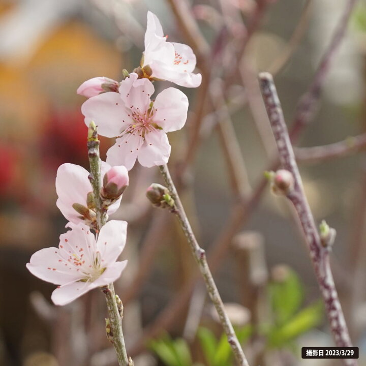楽天市場】桃 苗木 【川中島白桃】 1年生接木苗 単品 or 受粉樹セット 