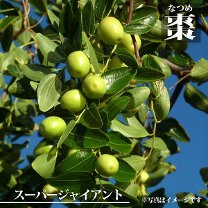 �i�c�� �y�X�[�p�[�W���C�A���g �i���i�c���j�z 1�N���c