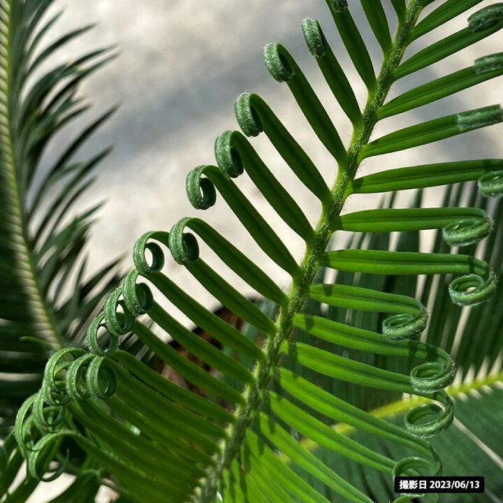 楽天市場】【ソテツ (蘇鉄)】 6号 白陶器鉢 鉢植え : 苗木部 by 花 