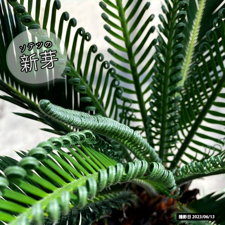 楽天市場】蘇鉄 (ソテツ) 60cm Good Style 苗 観葉植物 : 苗木部 by 