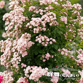 つるバラ 【群舞】 6号ポット苗