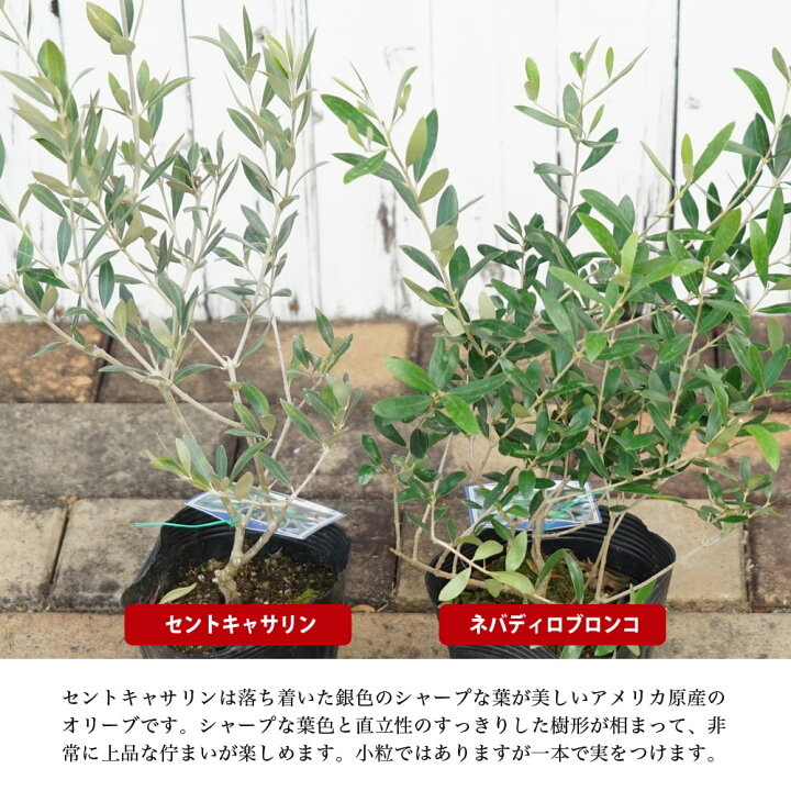 楽天市場 1本でなるオリーブの木 セントキャサリン 3年生苗 苗木部 by 花ひろばオンライン 楽天市場 1本でなるオリーブの木 セントキャサリン 3年生苗 苗木部 by 花ひろばオンライン