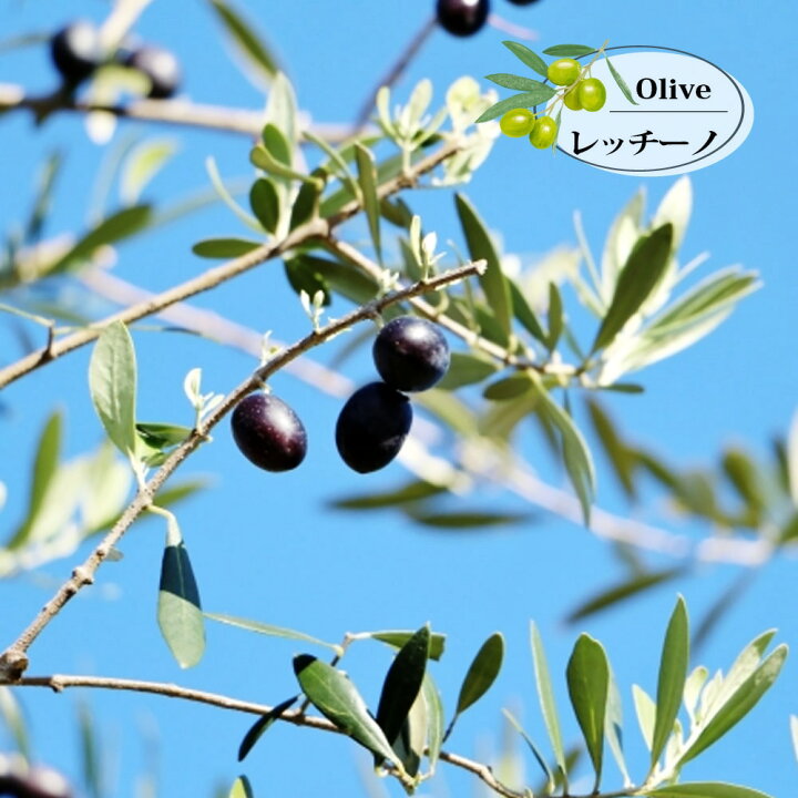楽天市場】オリーブの木 【レッチーノ】 2年生 ポット苗 : 苗木部 by 