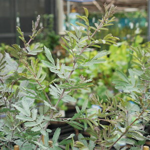 MEAJVA yS[f~U vvAz i~UAJVAj A c