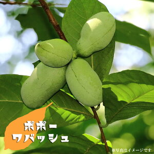 ||[ c yobVz 3Nږؑc 8|bg