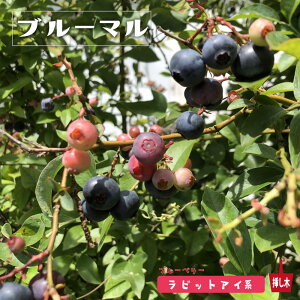 yu[}i}jz rbgACnu[x[c 2N}ؕc io^Eo^i