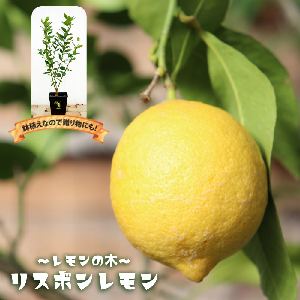 レモンの木  2年生接木苗 角鉢植え