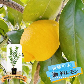 6月4日20時からのセール対象商品 レモンの木 【瀬戸内レモン】 2年生接木苗 角鉢植え