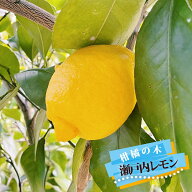 レモンの木 【瀬戸内レモン】 3年生接木大苗 【産地で剪定済 1.0m苗】 【予約販売】10～11月頃入荷予定