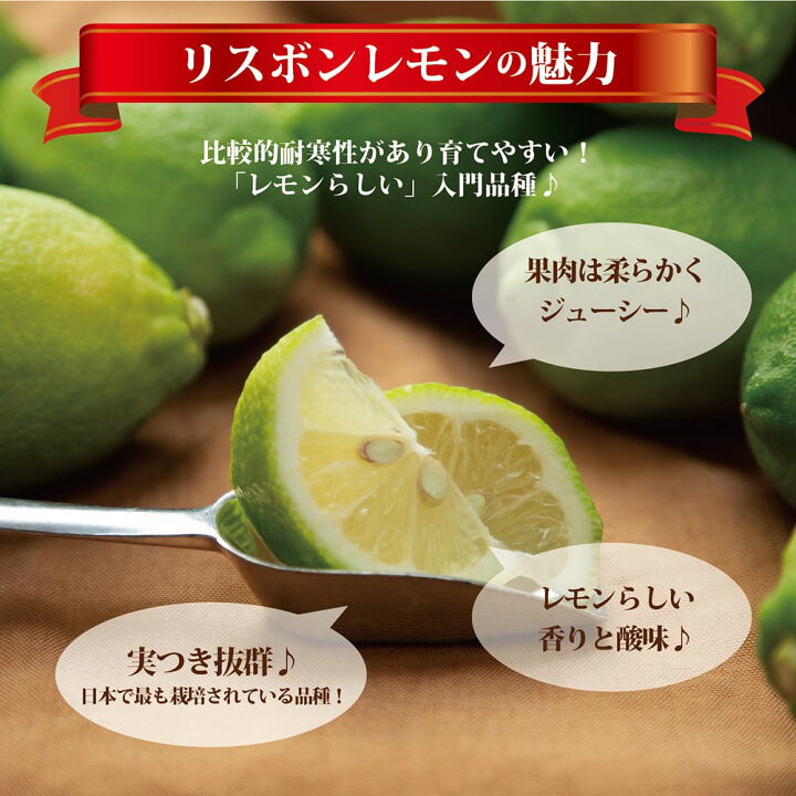 楽天市場】レモンの木 【リスボンレモン】 2年生接木苗 角鉢植え  