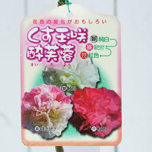 ʍ炫d炫Iׂ鐌uiXCtEj 6|bgc