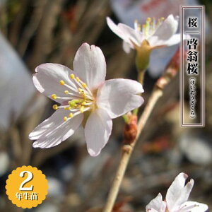 炫 y[ ijz 2N ږ c