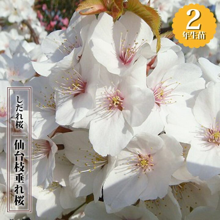 楽天市場】しだれ桜 【仙台枝垂れ桜】 2年生 接木苗 6号ロングポット 