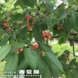 さくらんぼの木 【香夏錦】 1年生接木苗