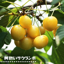 さくらんぼの木 【黄色いサクランボ】 1年生接木苗