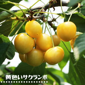 ڂ̖ yFTN{z 2Nږؕc XbgA ̔ y\̔z10`11ח\