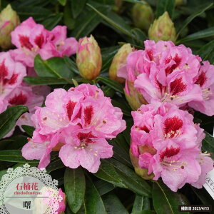 西洋シャクナゲ 【曙(あけぼの)】 5号鉢植え