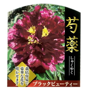 䉖 yubNr[eB[z 6XbgA