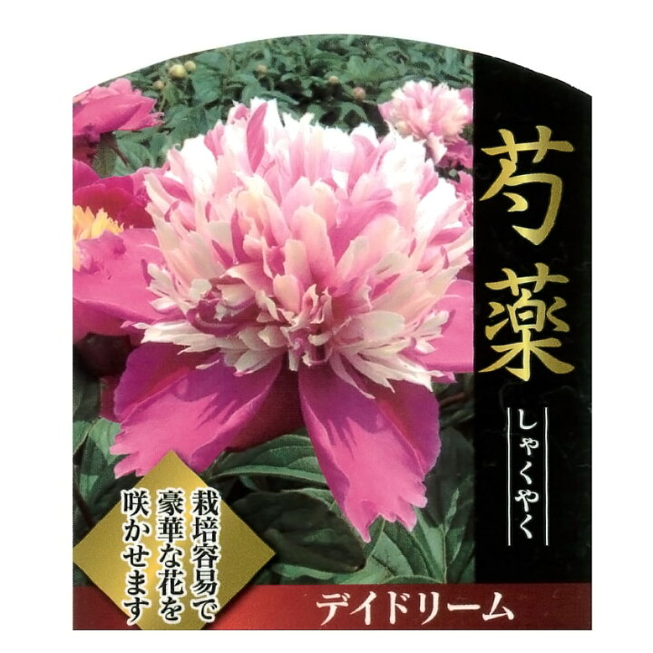 楽天市場 芍薬 デイドリーム 4号ポット苗 苗木部 ｂｙ 花ひろばオンライン
