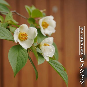 qV iPVj 񂹊  2m c ^zցE卫 kCEꌧEւ̔s
