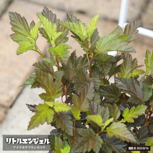 VcP ygGWFz 5|bgc o^iEio^