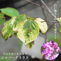 楽天市場】ハナズオウ（花・ガーデン・DIY）の通販