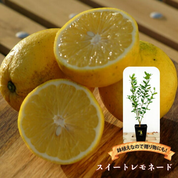 レモンの木 2年生 接木苗 角鉢植え 苗物 カリブラコア チャチャ フロスティレモン 9cmポット苗
