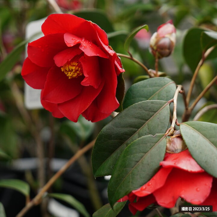 楽天市場】椿 苗 【ファイヤーダンス】 接木 白鉢植え 開花 3〜5月 