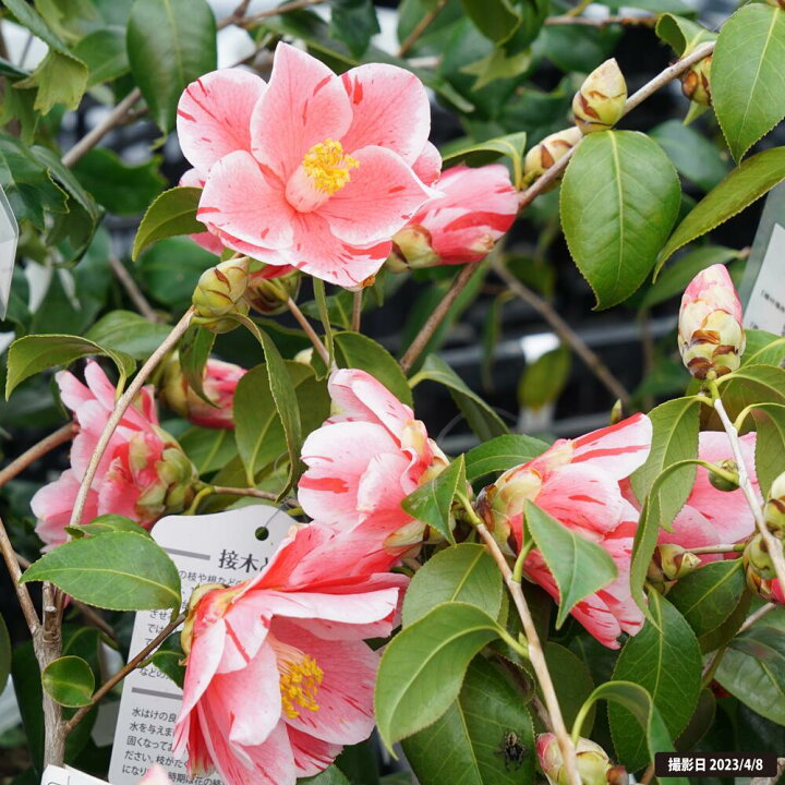 楽天市場】椿 苗 【覆輪春の台】 接木 白鉢植え 開花 2～3月頃 : 苗木 