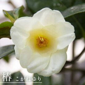椿 苗 【こがねゆり】 接木 白鉢苗 開花 12～3月