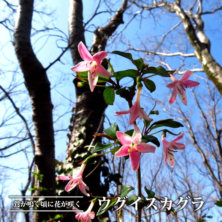 楽天市場 ウグイスカグラ 里の木シリーズ 庭木 落葉樹 シンボルツリー 苗木部 ｂｙ 花ひろばオンライン