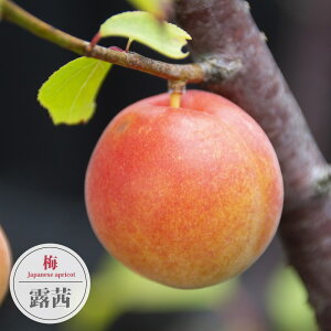 ~̕c yIz ~  2Nږؕc XbgA ̔ o^iEio^