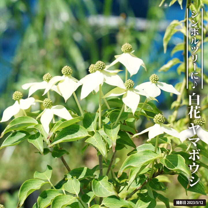 楽天市場】白花 ヤマボウシ 株立ち 苗 庭木 落葉樹 シンボルツリー 