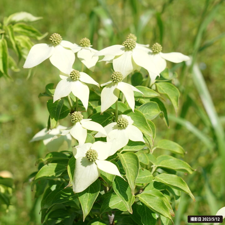 楽天市場】白花 ヤマボウシ 株立ち 苗 庭木 落葉樹 シンボルツリー 