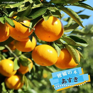 ݂ c yz 1Nږؕc o^iEio^