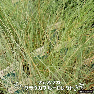 tFXcJ OEJ yu[ZNgz 3|bgc