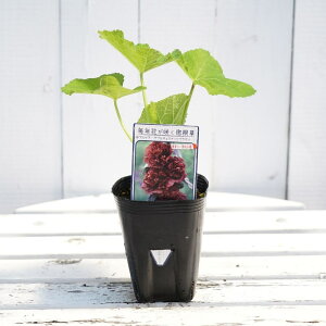 APA y_u`FXibcuEz 3|bgc