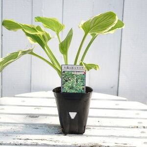 y\[XEB[gz M{EV zX^ 3|bgc y\̔z4`5ח\