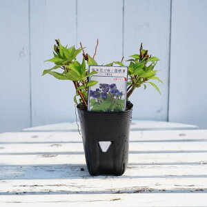 z }AWTC ydz 3|bgc y\̔z4`5ח\