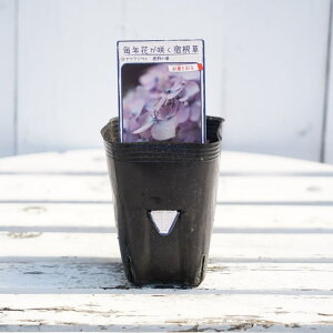 z }AWTC ỷ؁z 3|bgc y\̔z4`5ח\