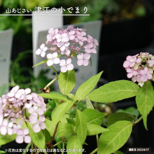 z }AWTC yÍ]̏ł܂z 3|bgc y\̔z4`5ח\