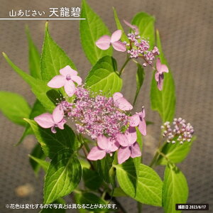 紫陽花 ヤマアジサイ 【天龍碧】 3号ポット苗